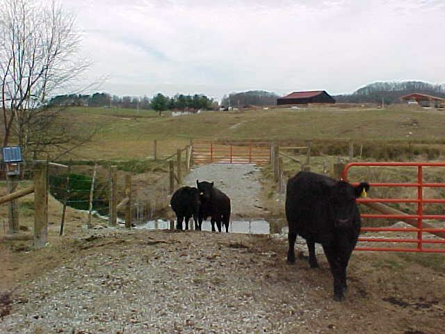 Cattle_Stream_Crossing