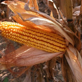 Field corn
