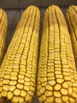 field corn 2.JPG