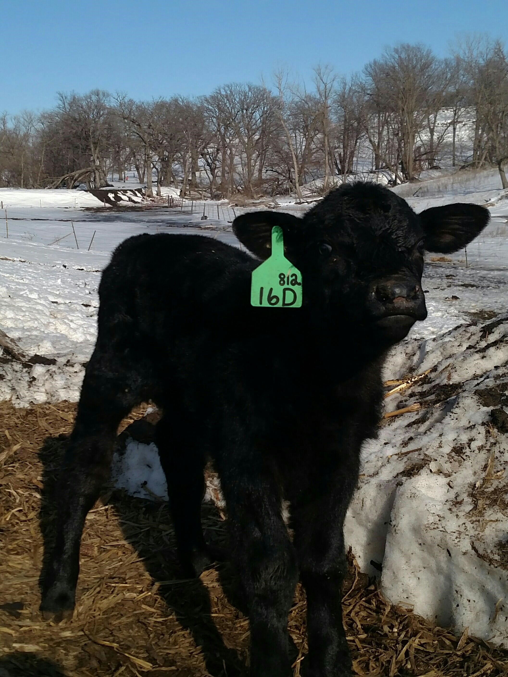 calf | Iowa Agriculture Literacy