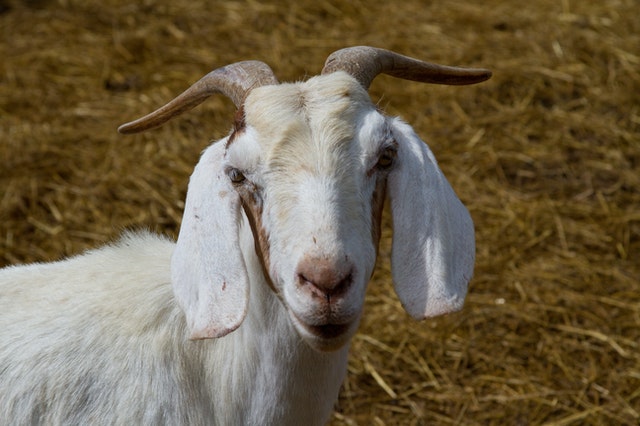 We Can't 'Goat' Enough of these Animals: Dairy Goat Breeds | Iowa  Agriculture Literacy